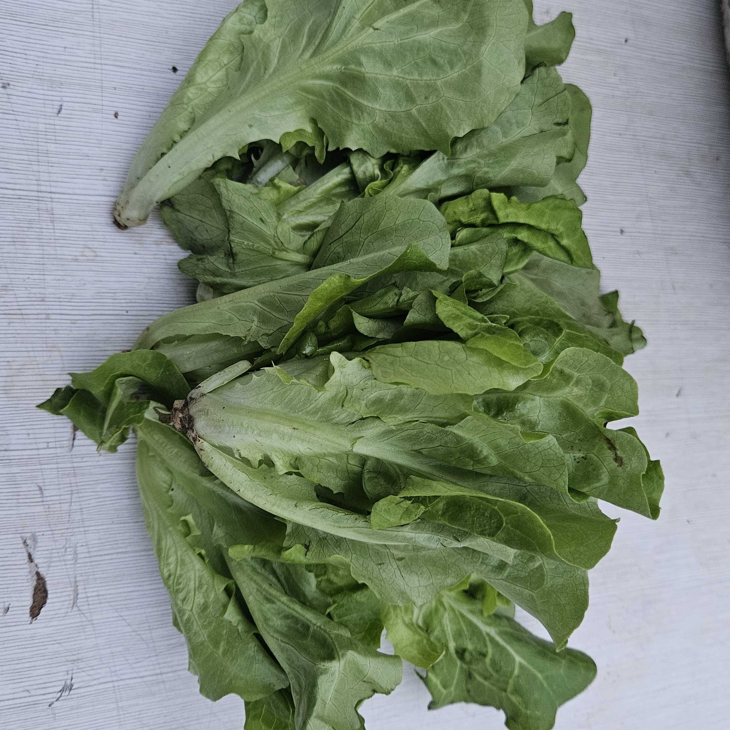 [兵书记推荐]本地生菜