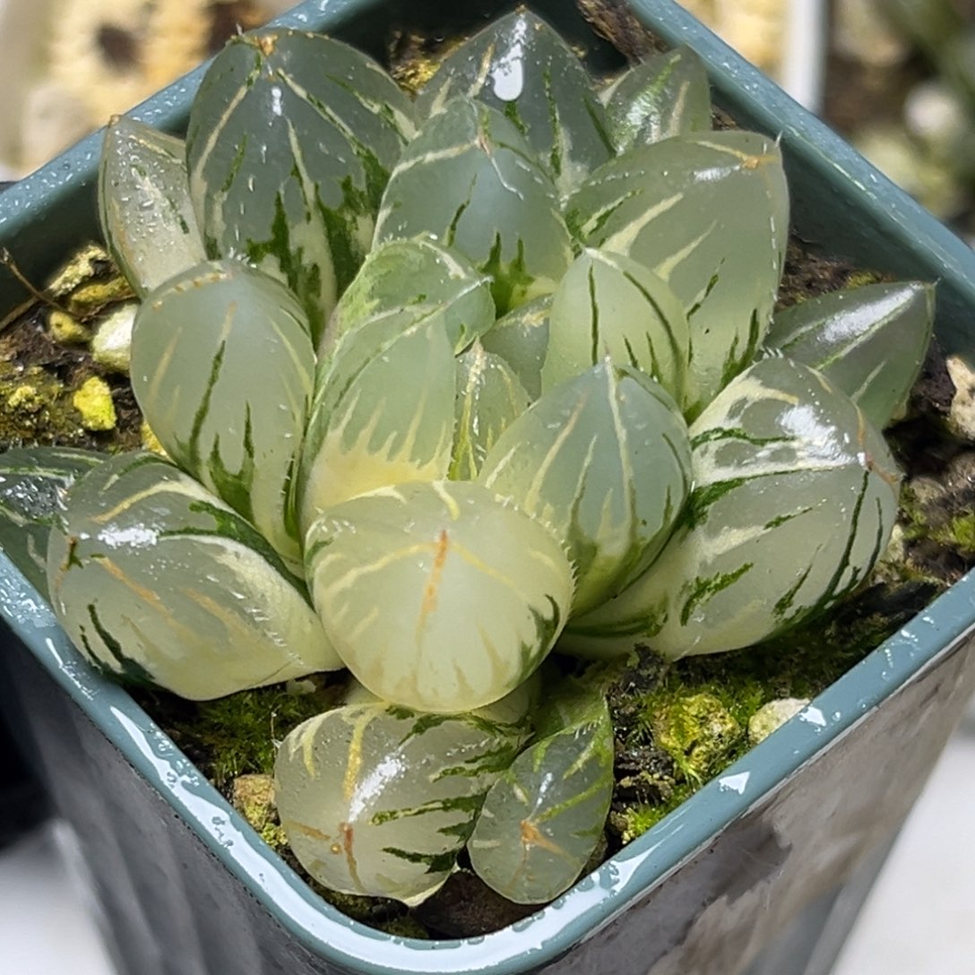 十二卷多肉植物2911oh