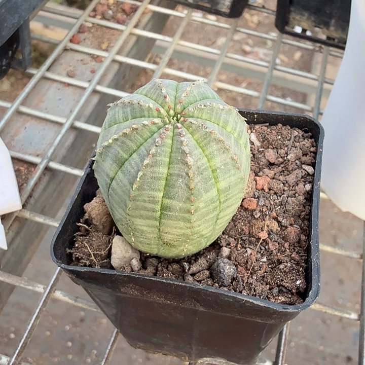 欧布单头球3仙人球