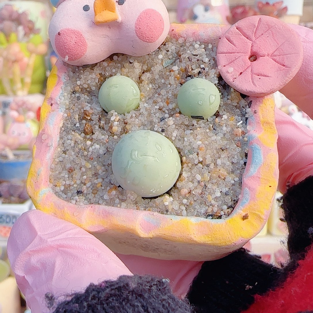 L 可爱小米奇头 不含盆