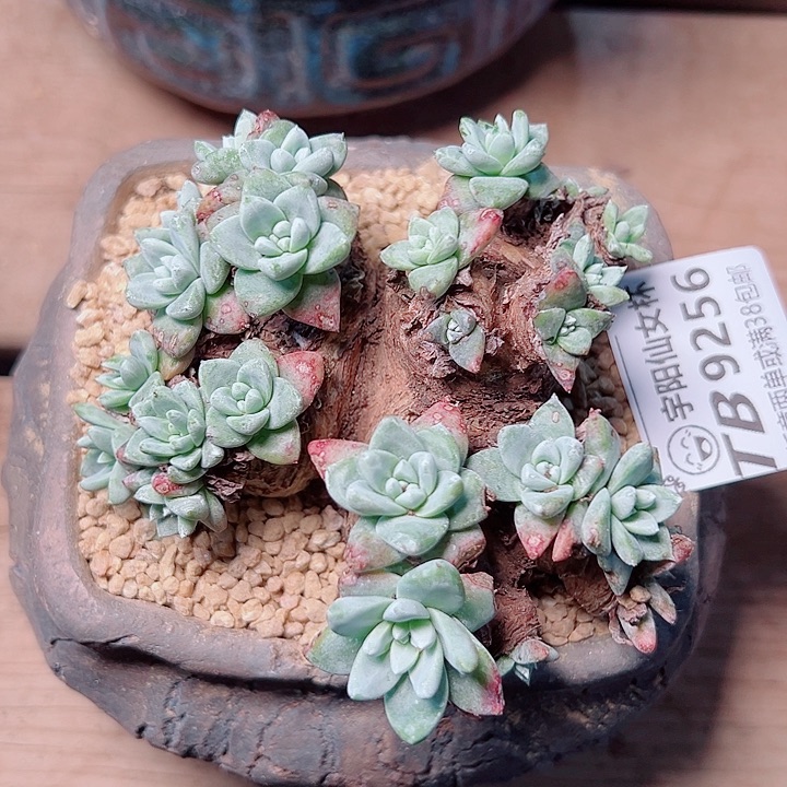 9256苹果叶仙女杯多肉