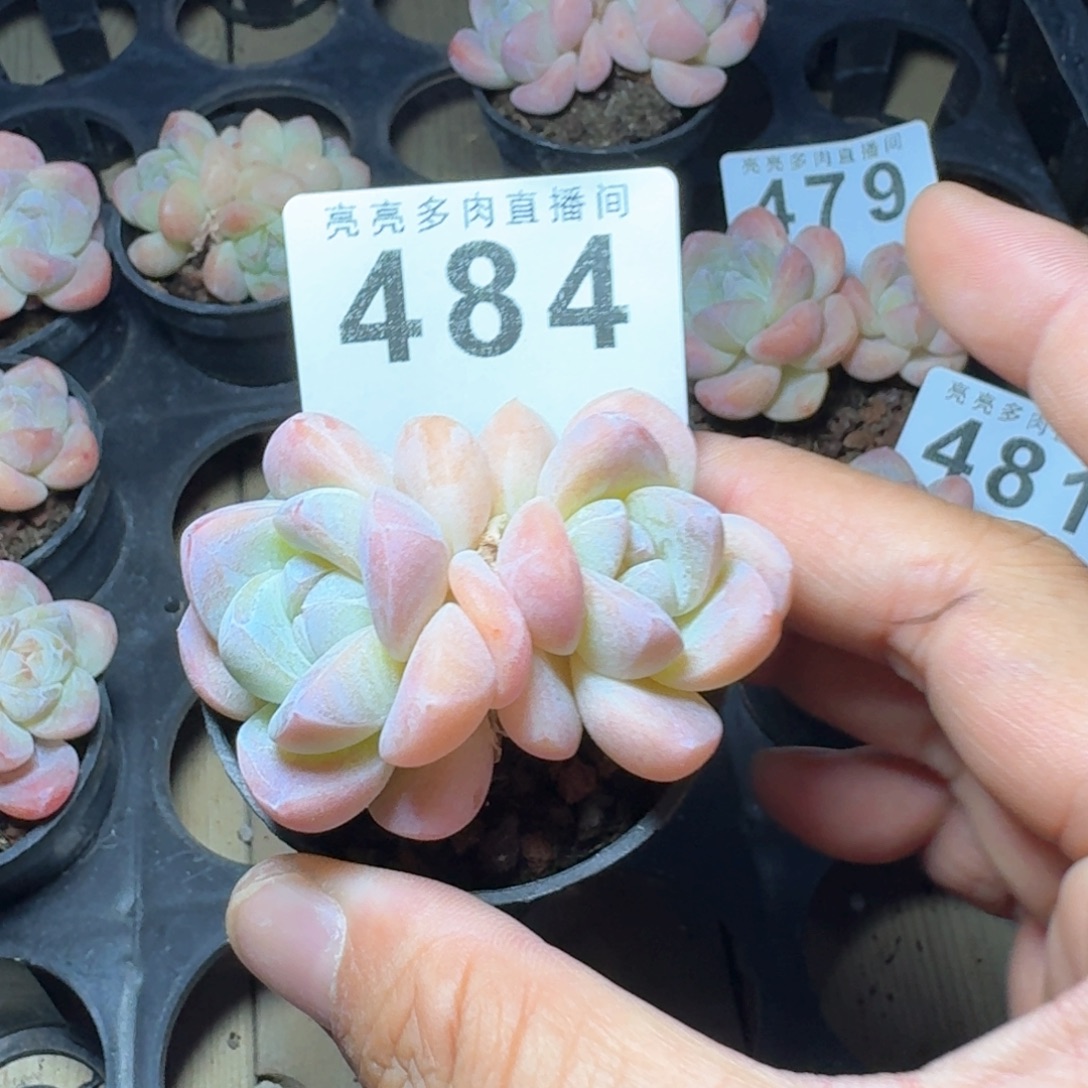 粉糖心冰玉            精美多肉植物