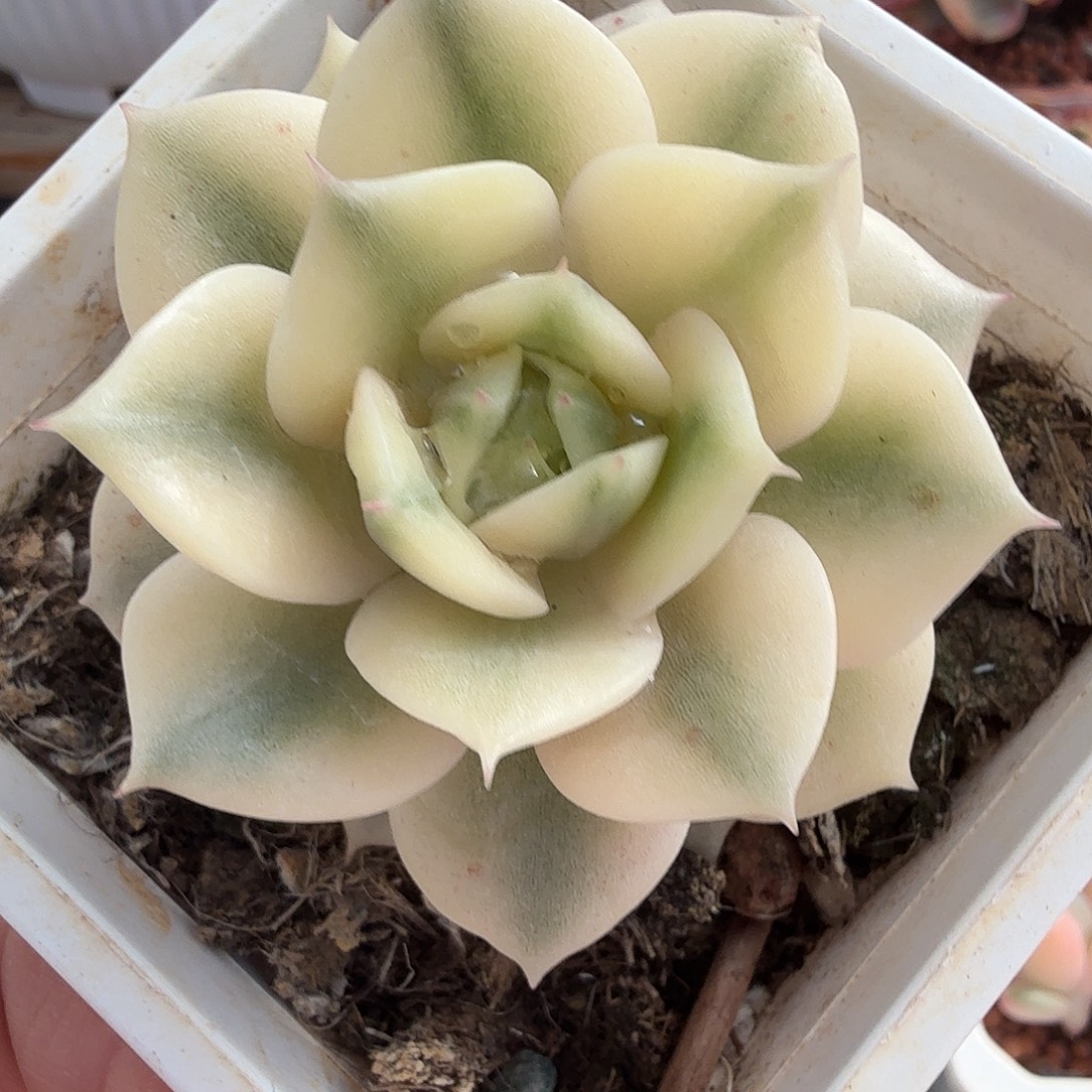 贝加尔湖锦，多肉植物