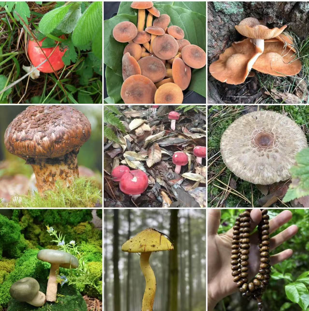 【土特产菇519】净含量34g