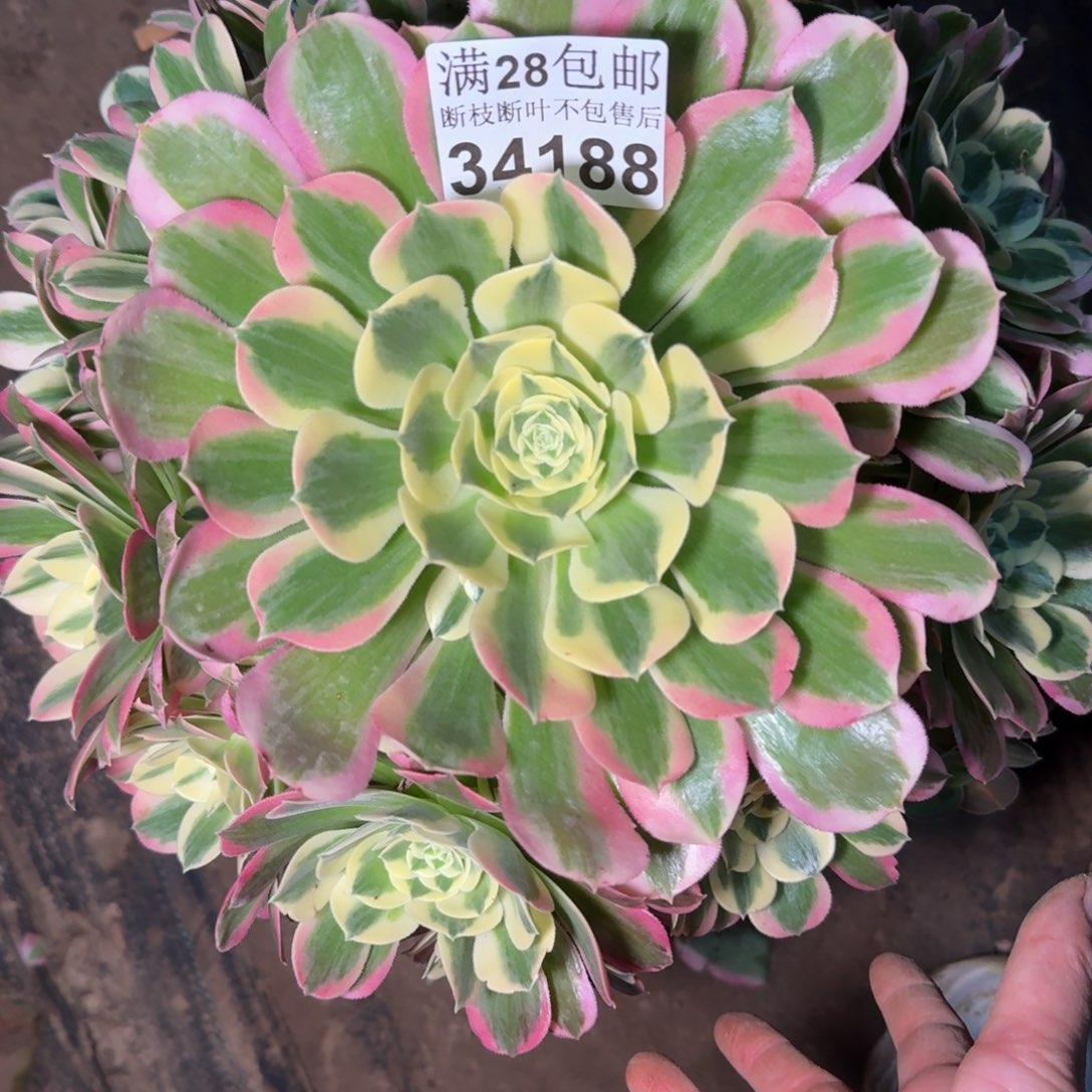 34188白凤多肉植物