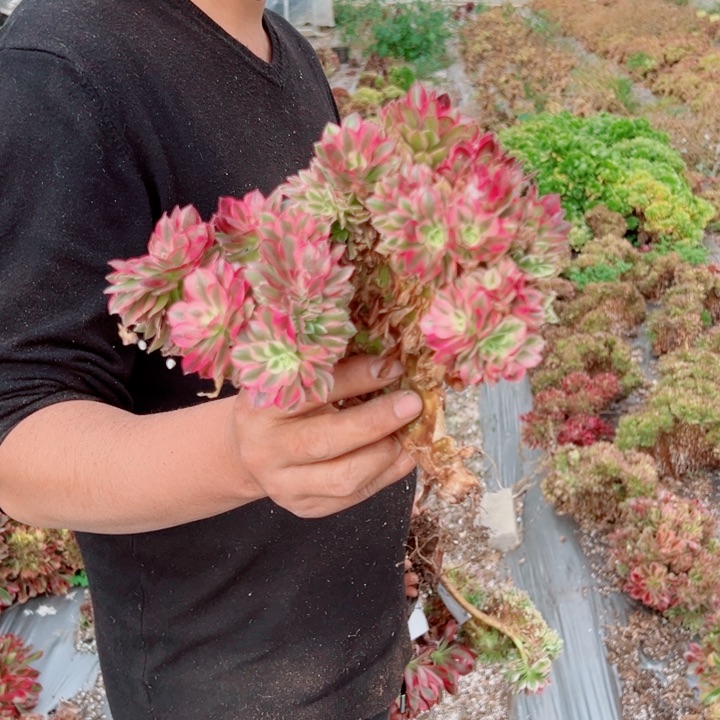 荔枝醉话小颗多肉法师