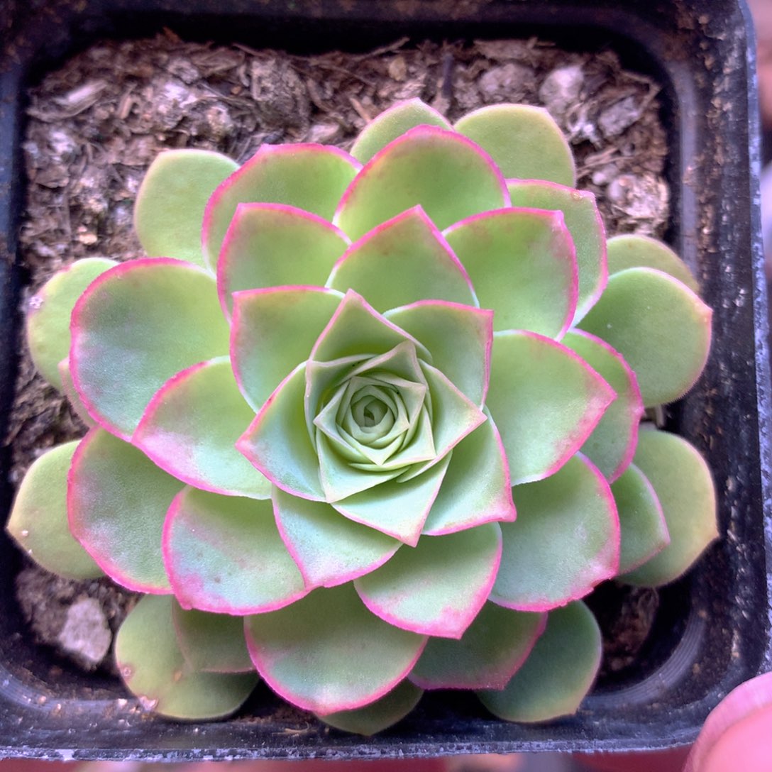 一物一拍青染002