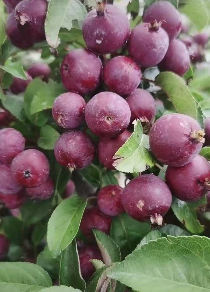  贵人果海棠 盆栽地栽南北方可种 可食用