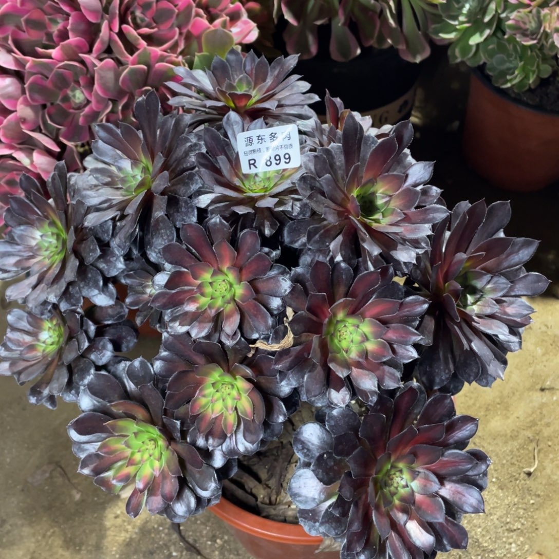 899黑铜壶中班多肉法师断枝不包