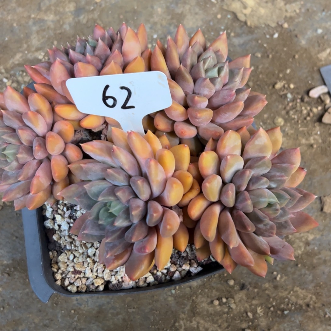 用***3红象牙62号一物一拍