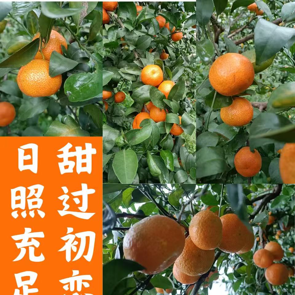 广西自家精品沙糖桔 现摘现发不打蜡不打药水 京东或顺丰包邮