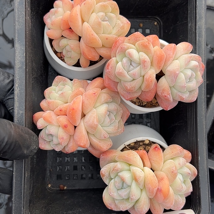 3110，四个双头冰玉带盆发的