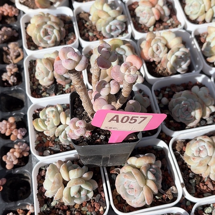 一**一 v x c j g f x 057