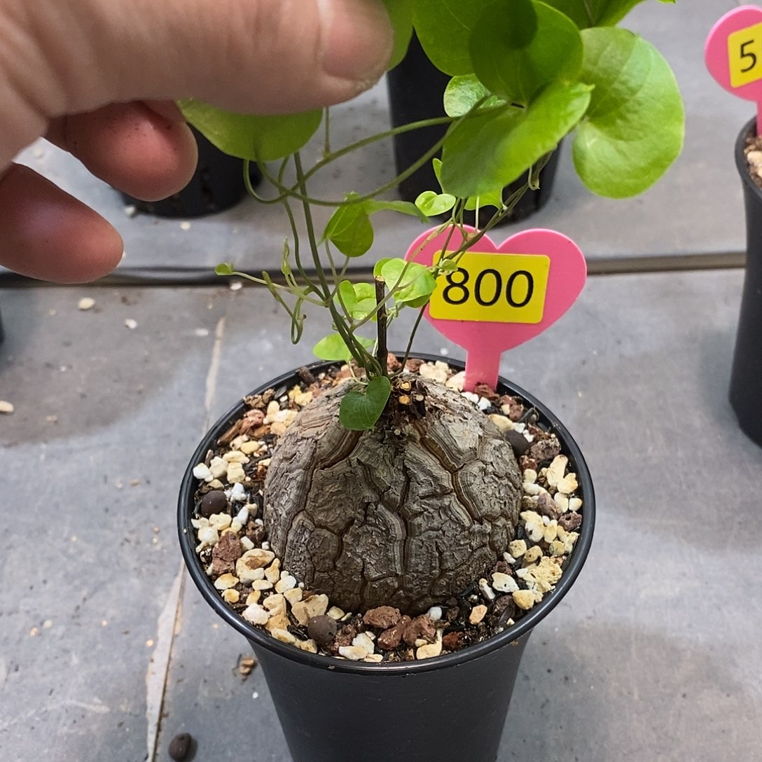 南非龟甲龙龟甲龙