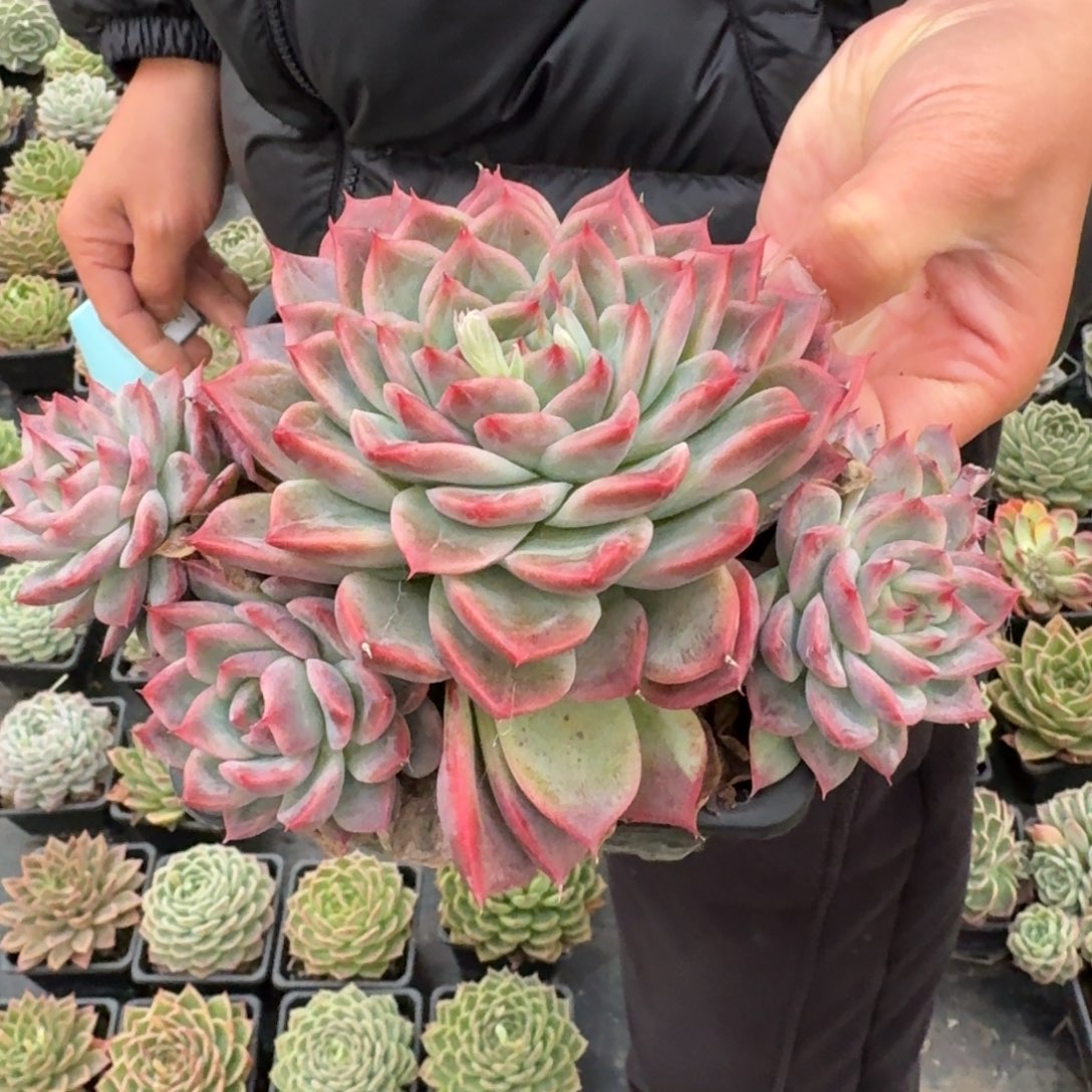 多肉杂交一物一拍26-41