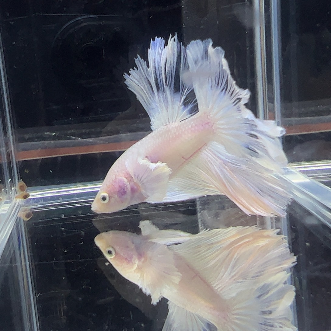 斗鱼编号33直播链接