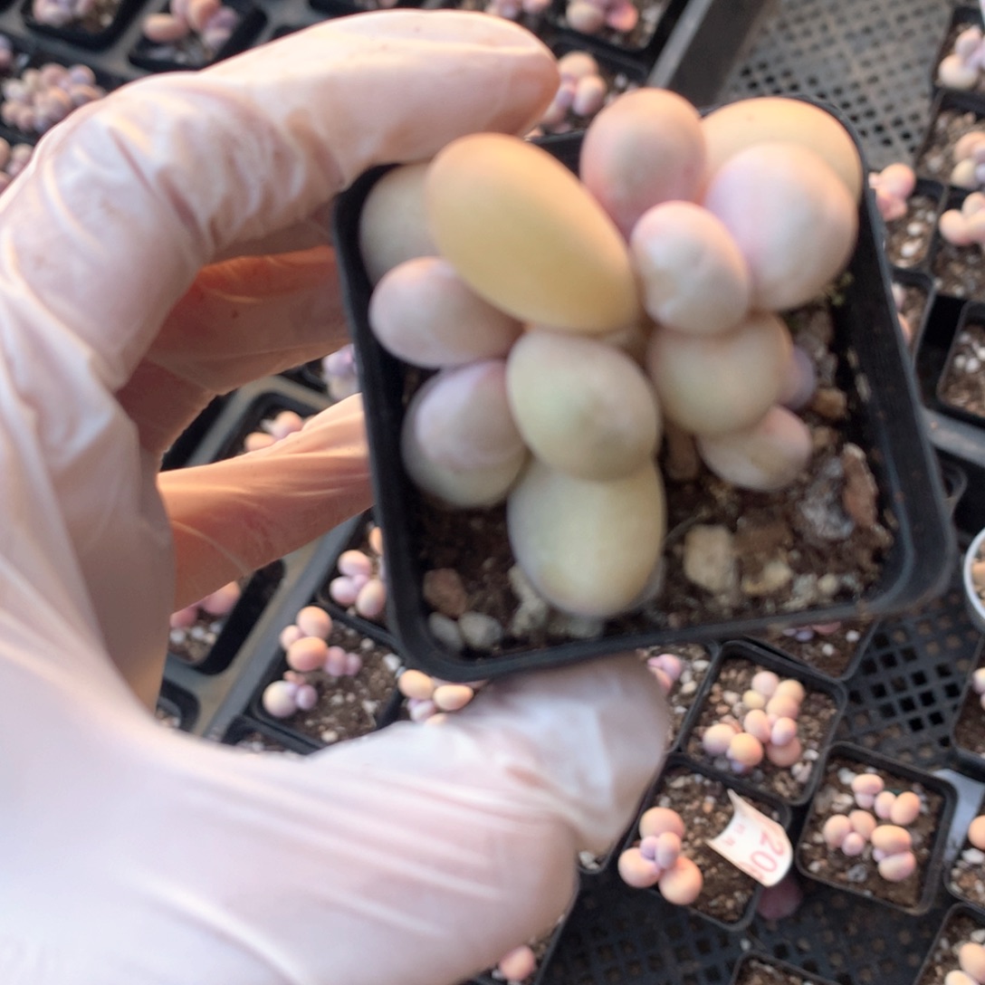 水光针奶酪多肉水光针