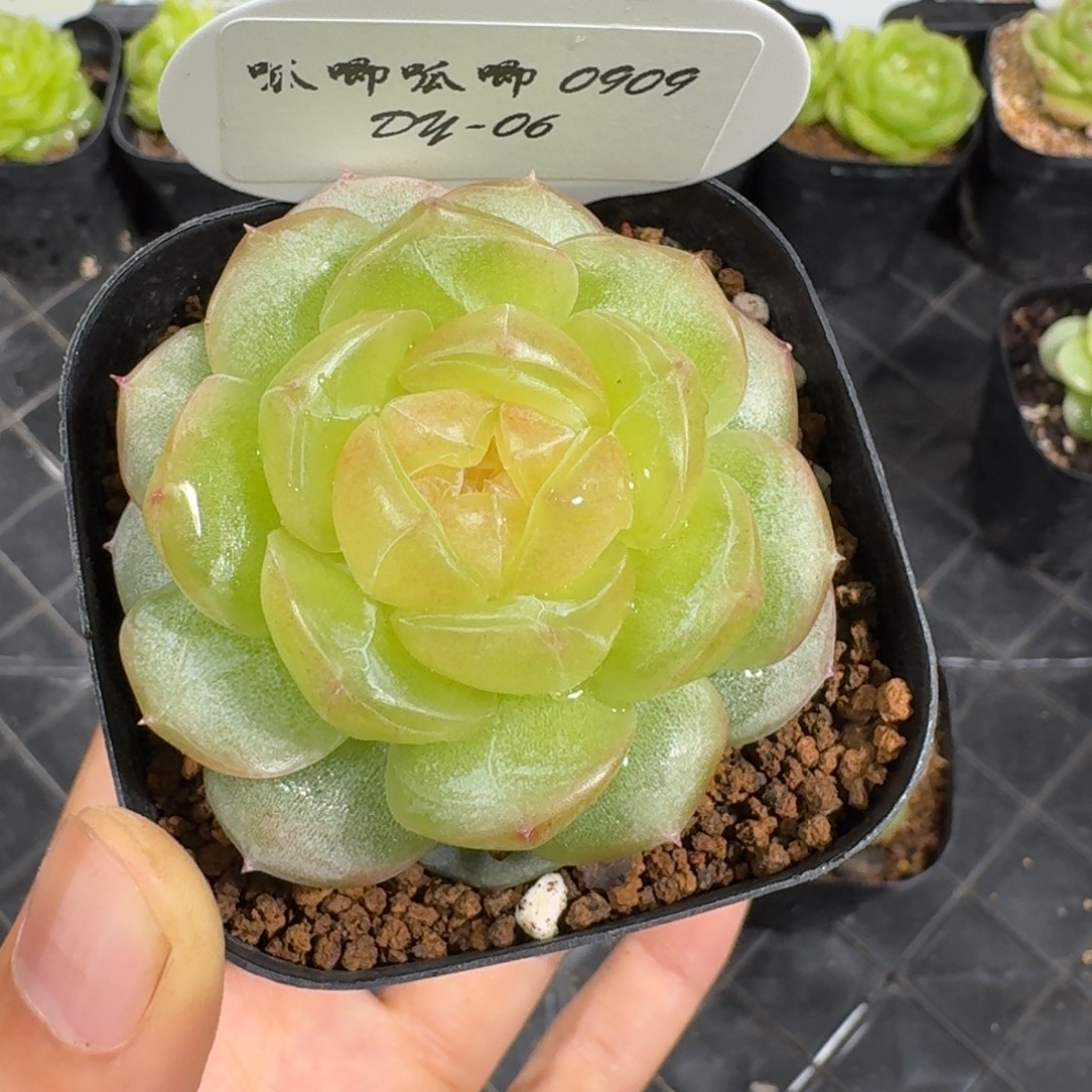 ****啊0909-6-追月单头一颗
