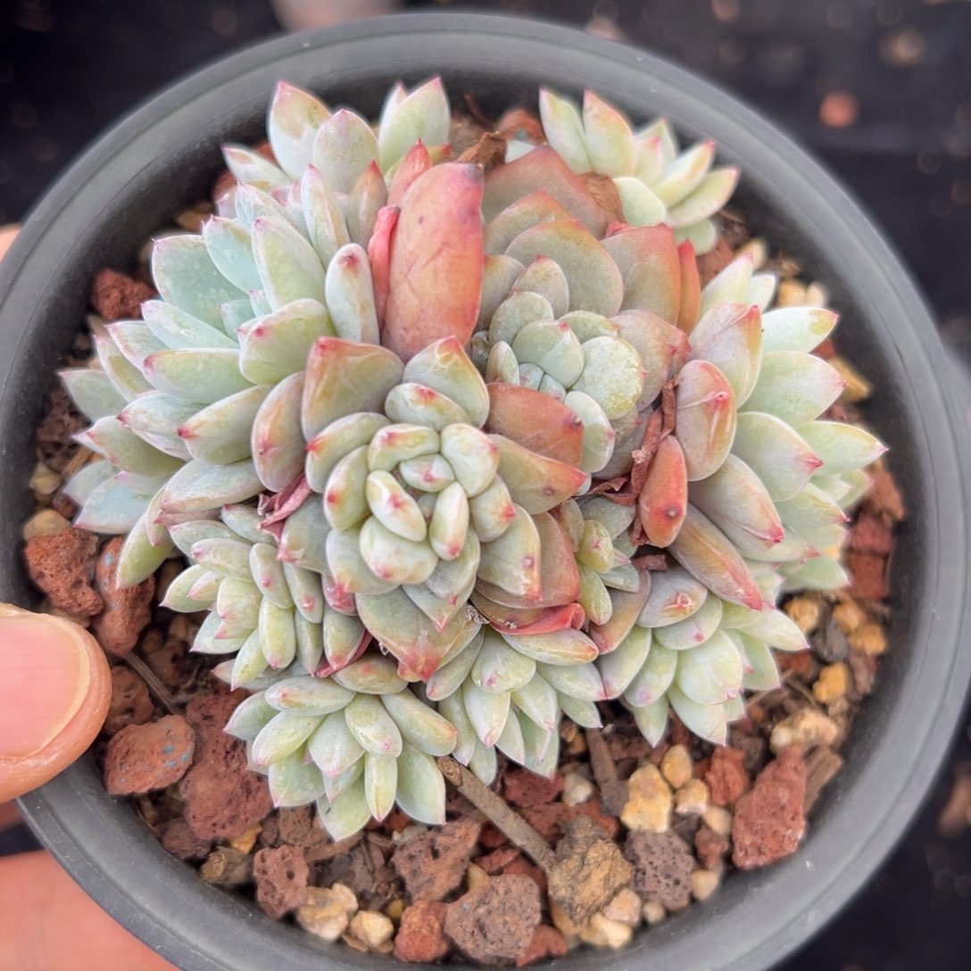 肥**吖 新年快乐 新年快乐