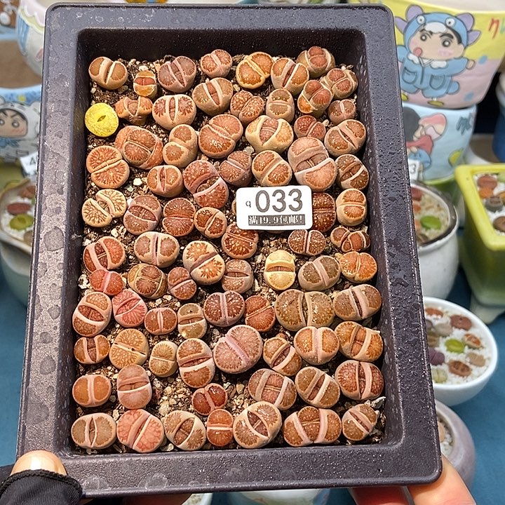 大舅生石花肉锥多肉033