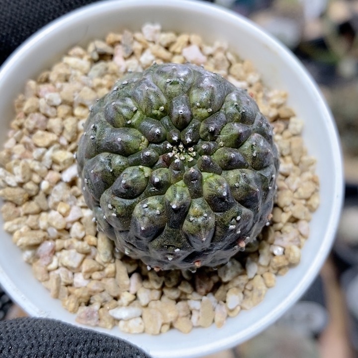 39号裸萼大戟3.5cm