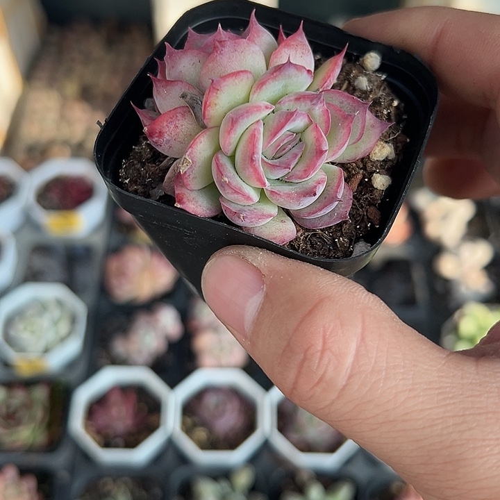 双头侧影 满10颗包邮