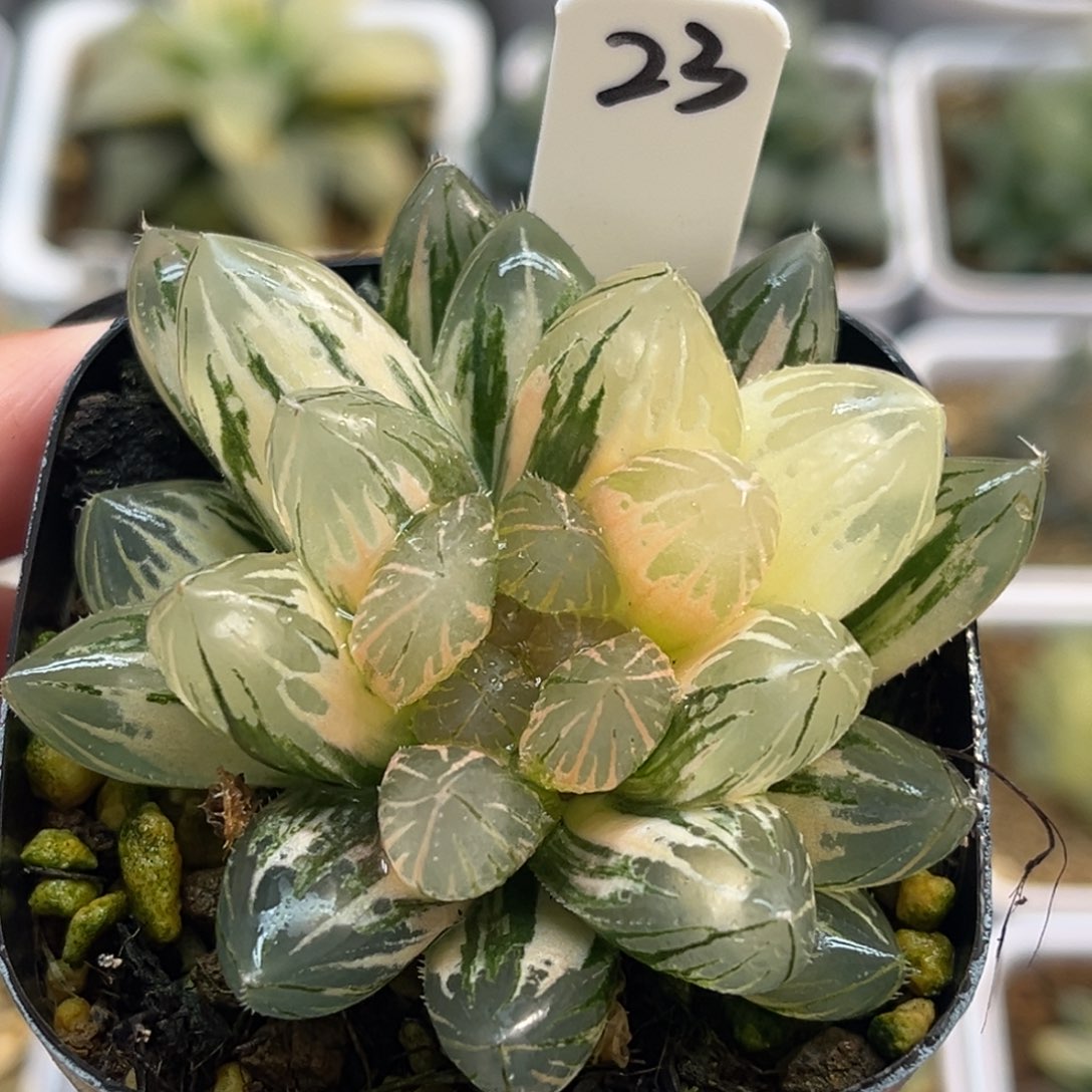 23灯芯龙爪玉露锦福利专场