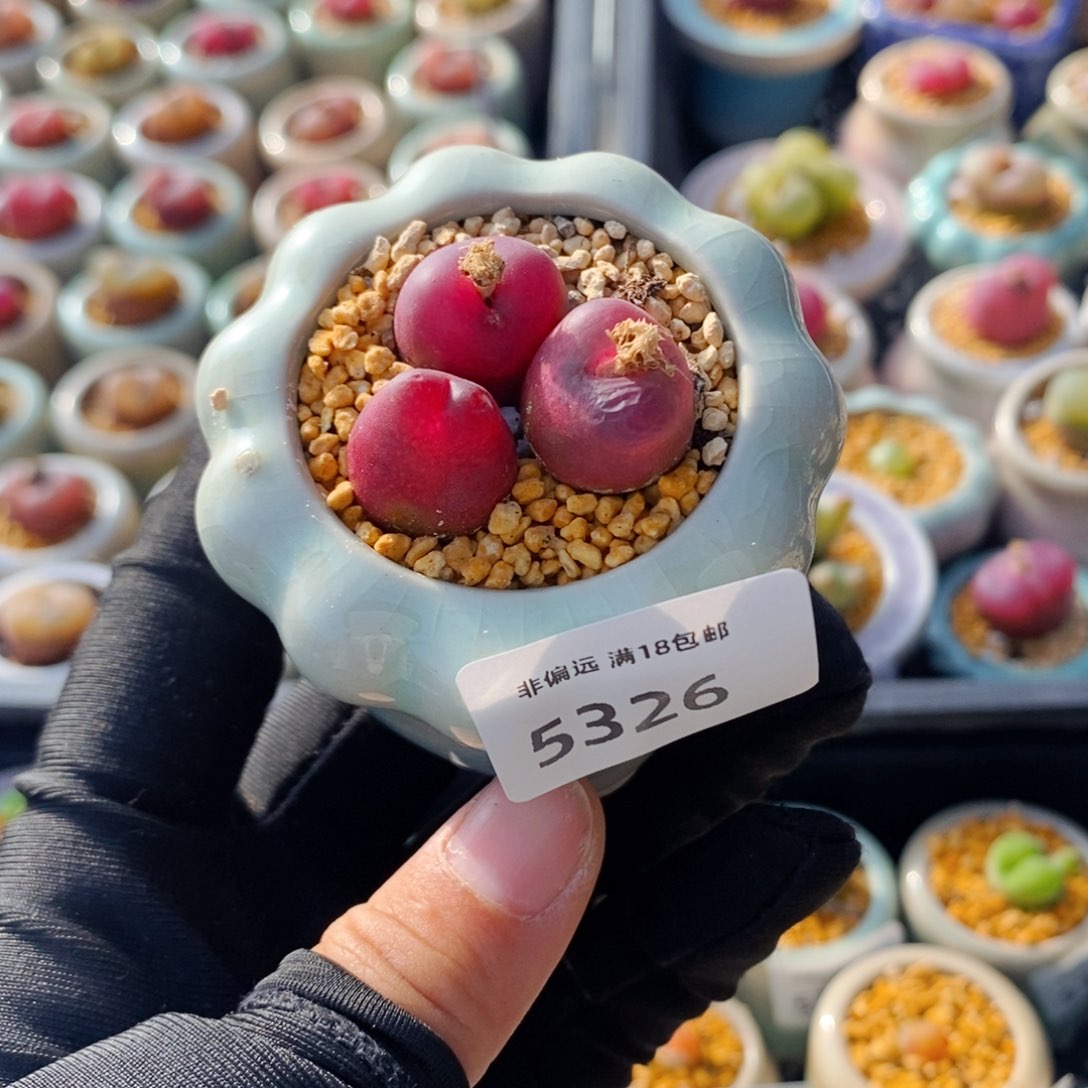 5326--一物一拍 带盆