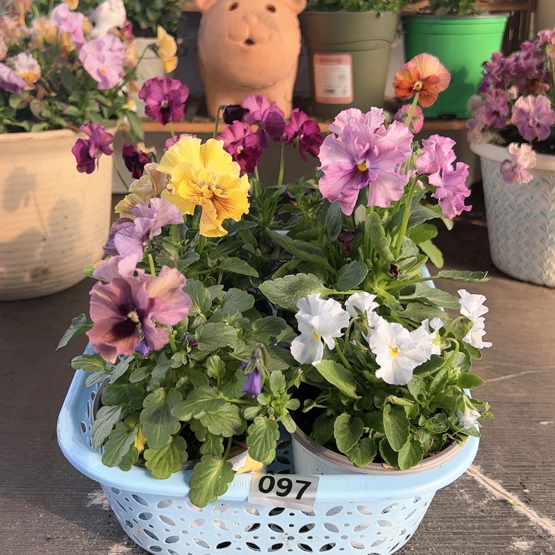 【闪购商品】097号