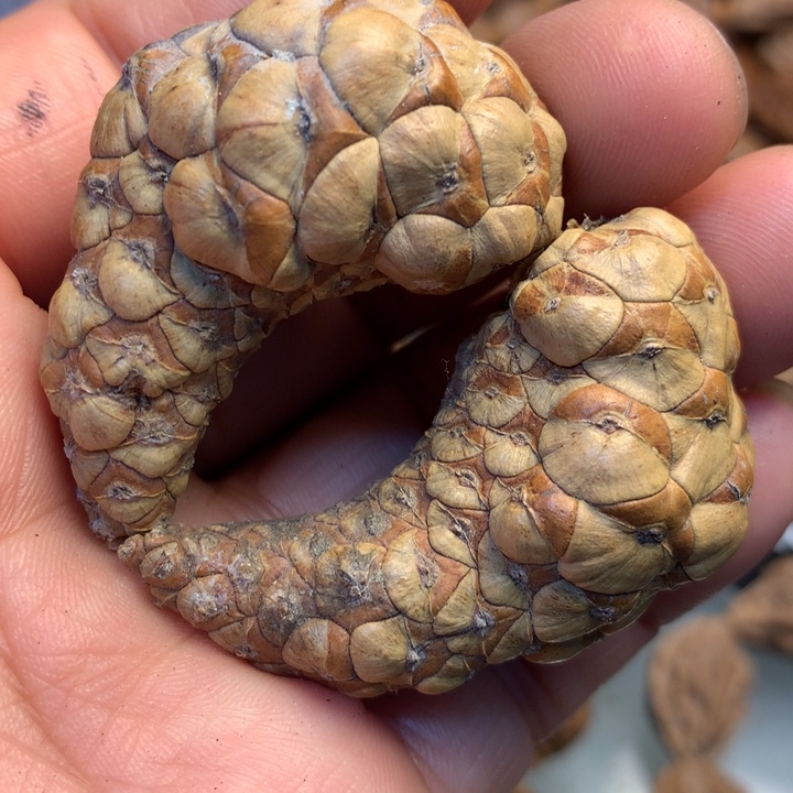 猴头核桃把件拿姐106