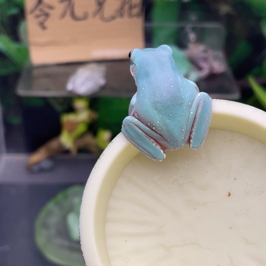 老爷树蛙2号薄荷蓝