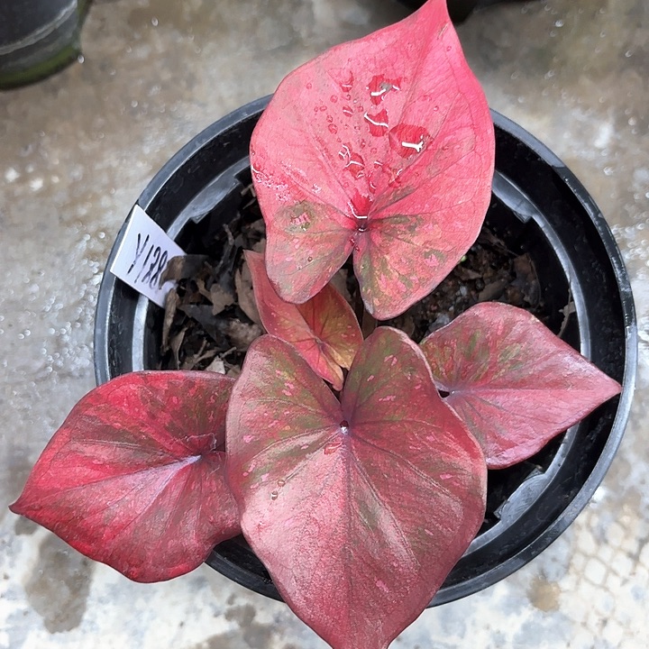 188-0206彩叶芋广东现货多肉