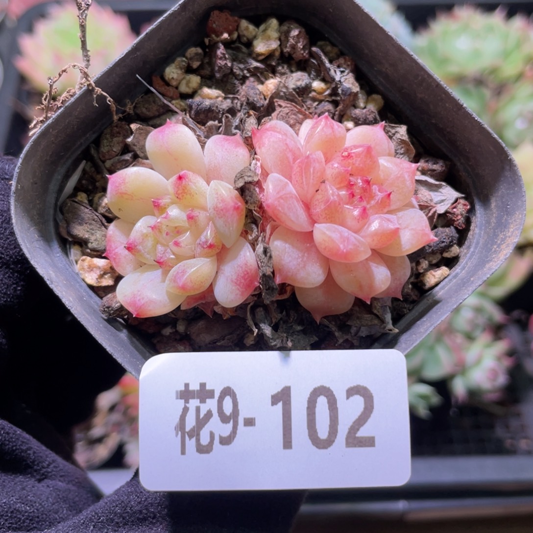 花利美9-102新品双头