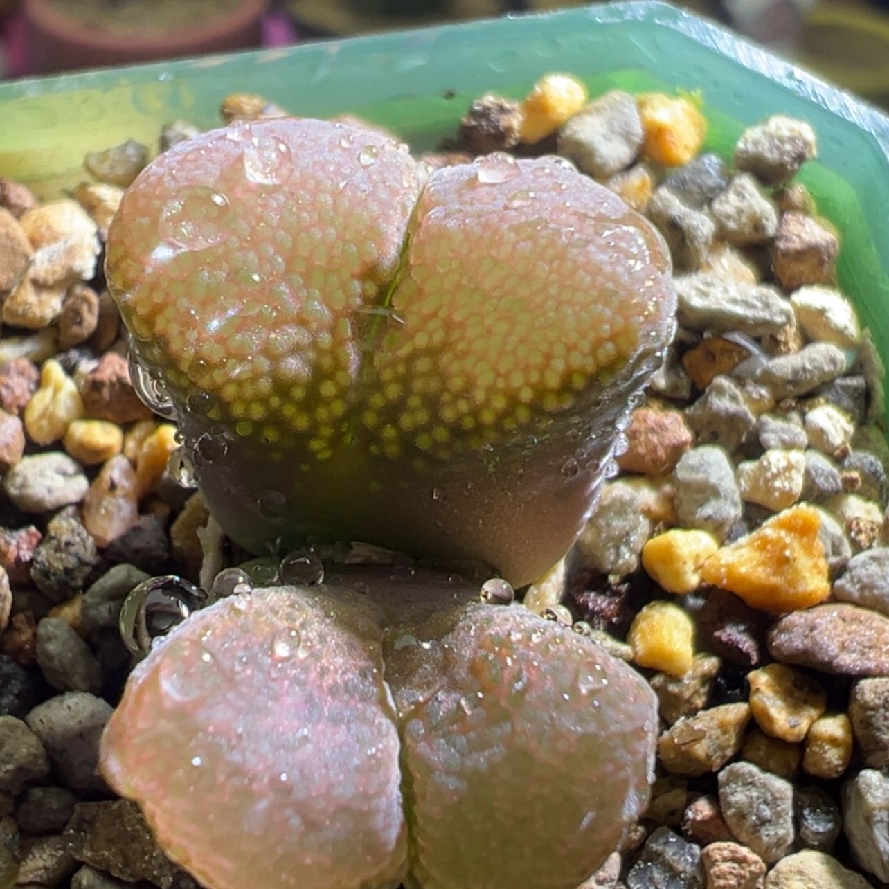 【闪购商品】炸 开播福利