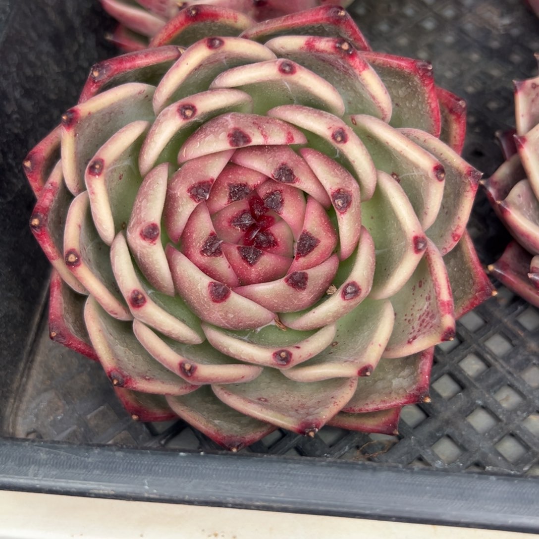 从前慢多肉精选编号1.2蓝龙