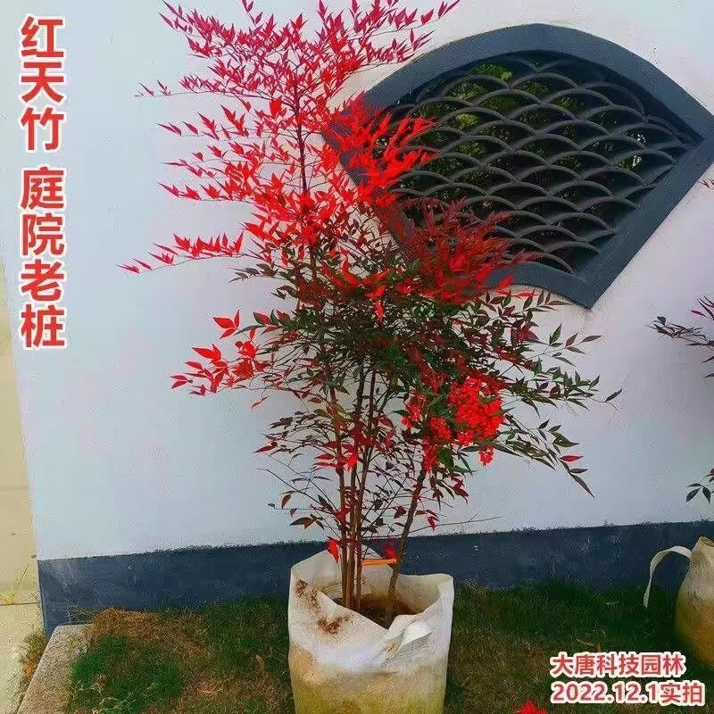 南天竹盆栽 红天竺大花树苗火焰老桩盆景结果植物果叶植物耐寒