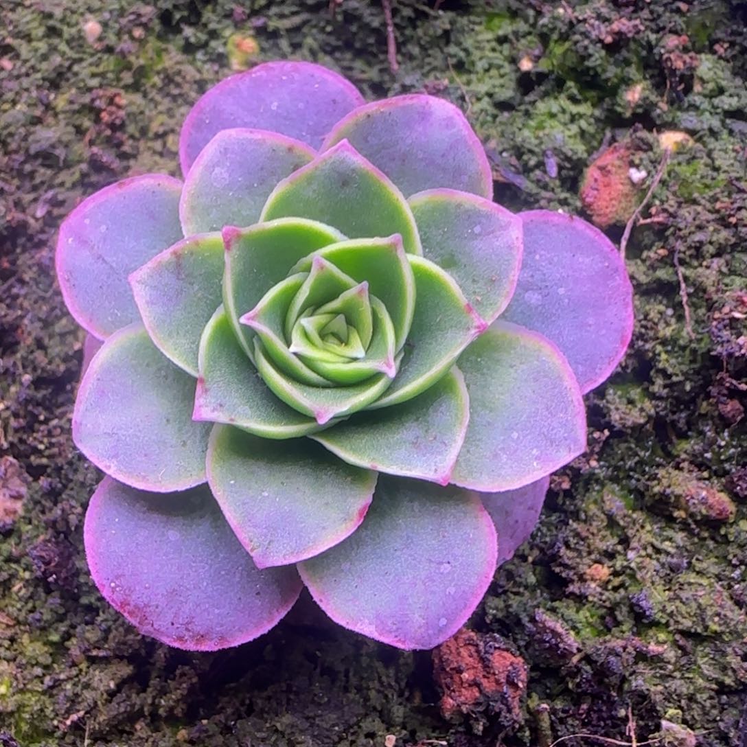 单头3厘米113447373767383