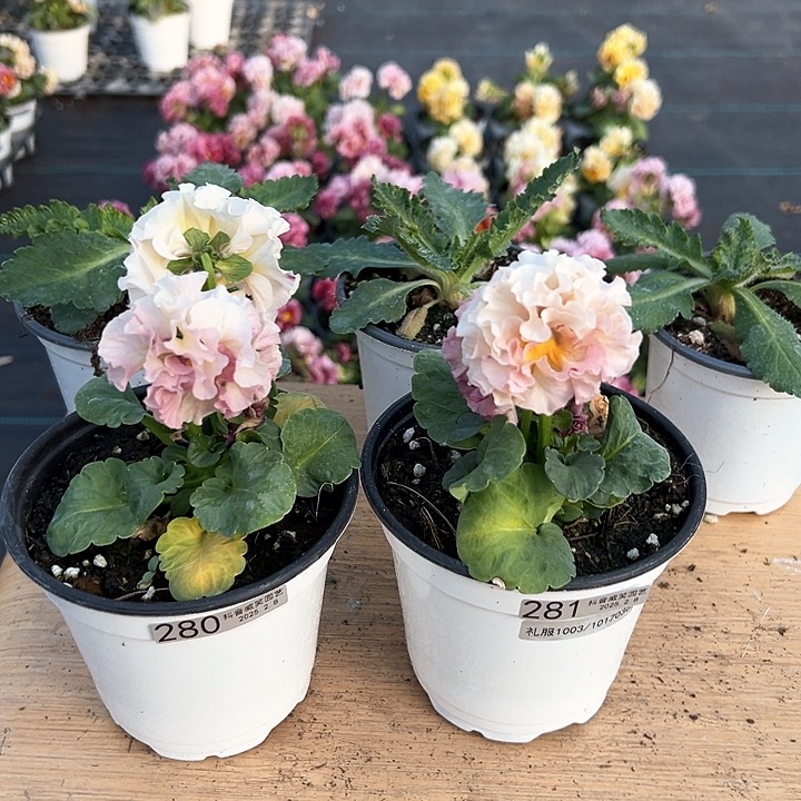 水晶抖音直播闪拍280-281