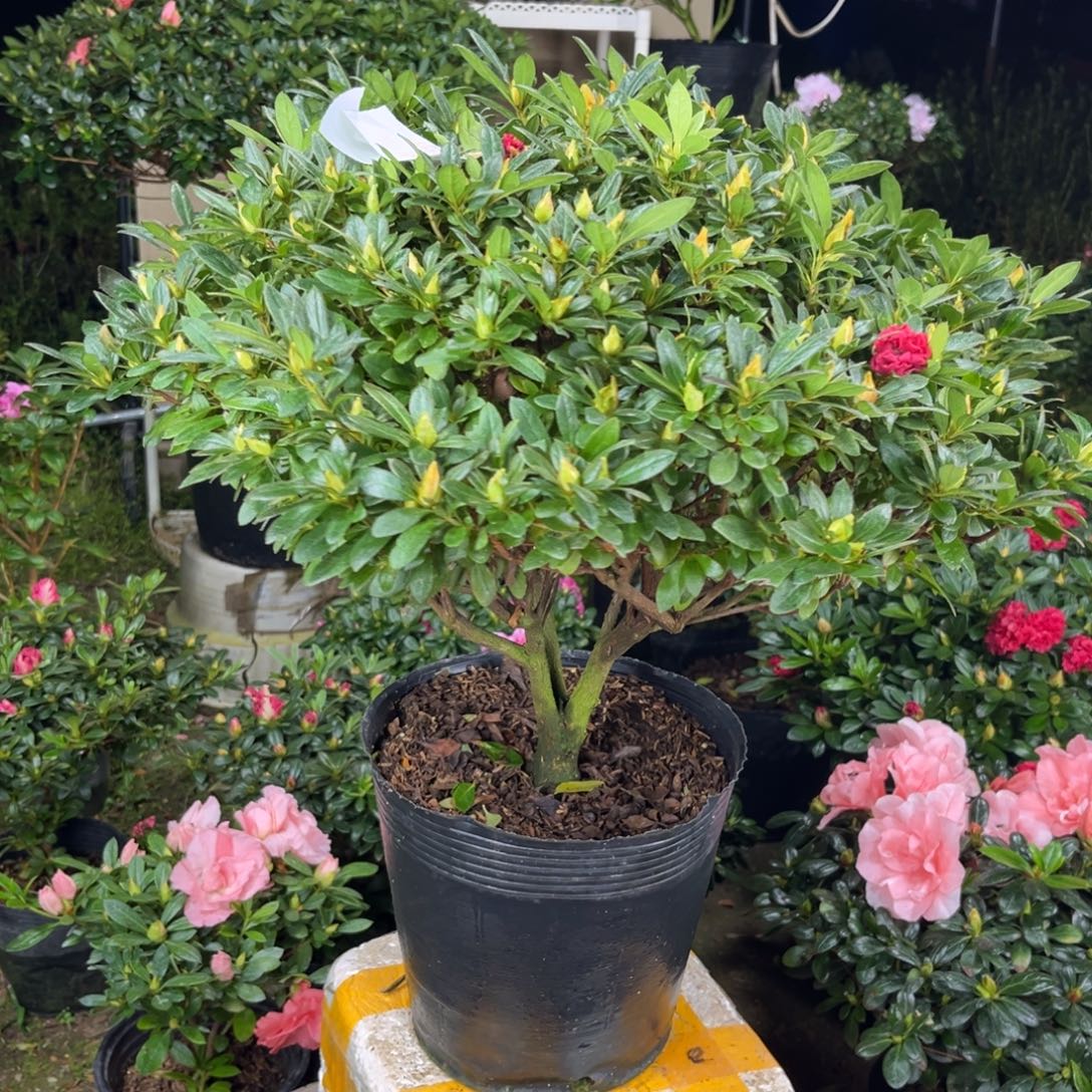 L***姐大部分花苞少量开放