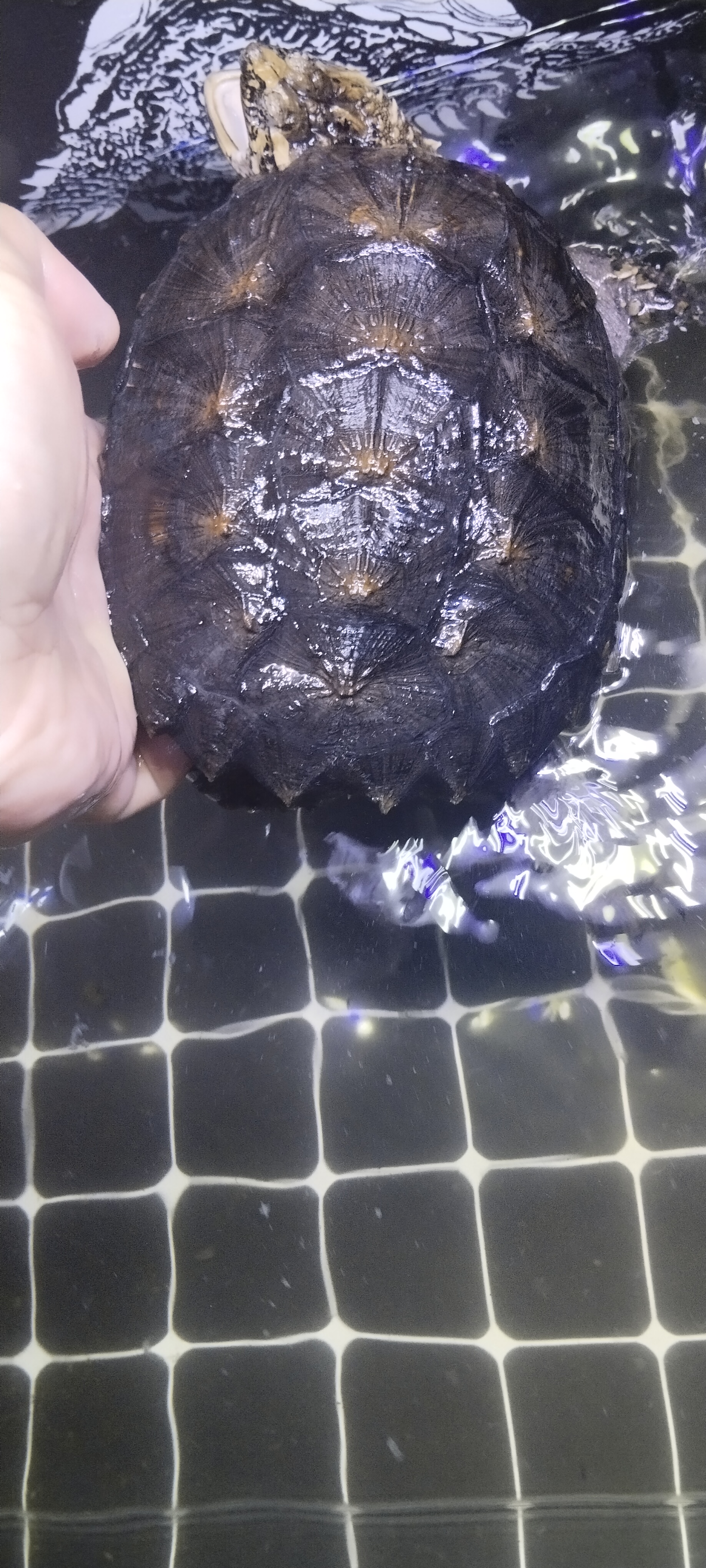 精品纯佛小压成，毕业个体。价高