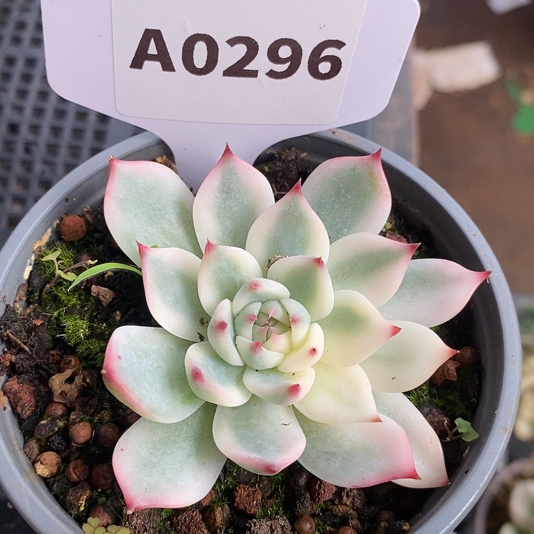 296娃娃哈哈哈哈哈哈哈