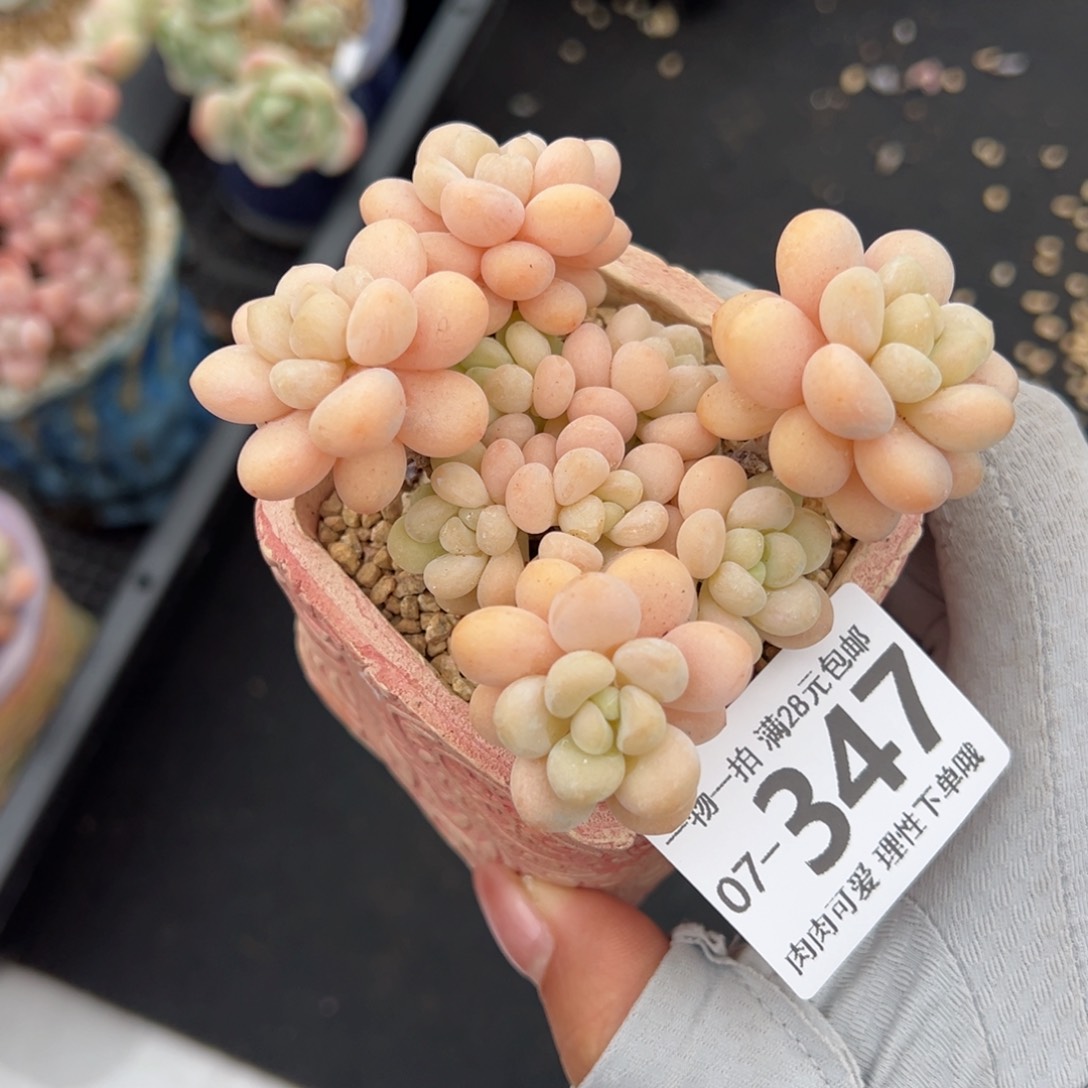 洛可可多肉多肉多肉多肉