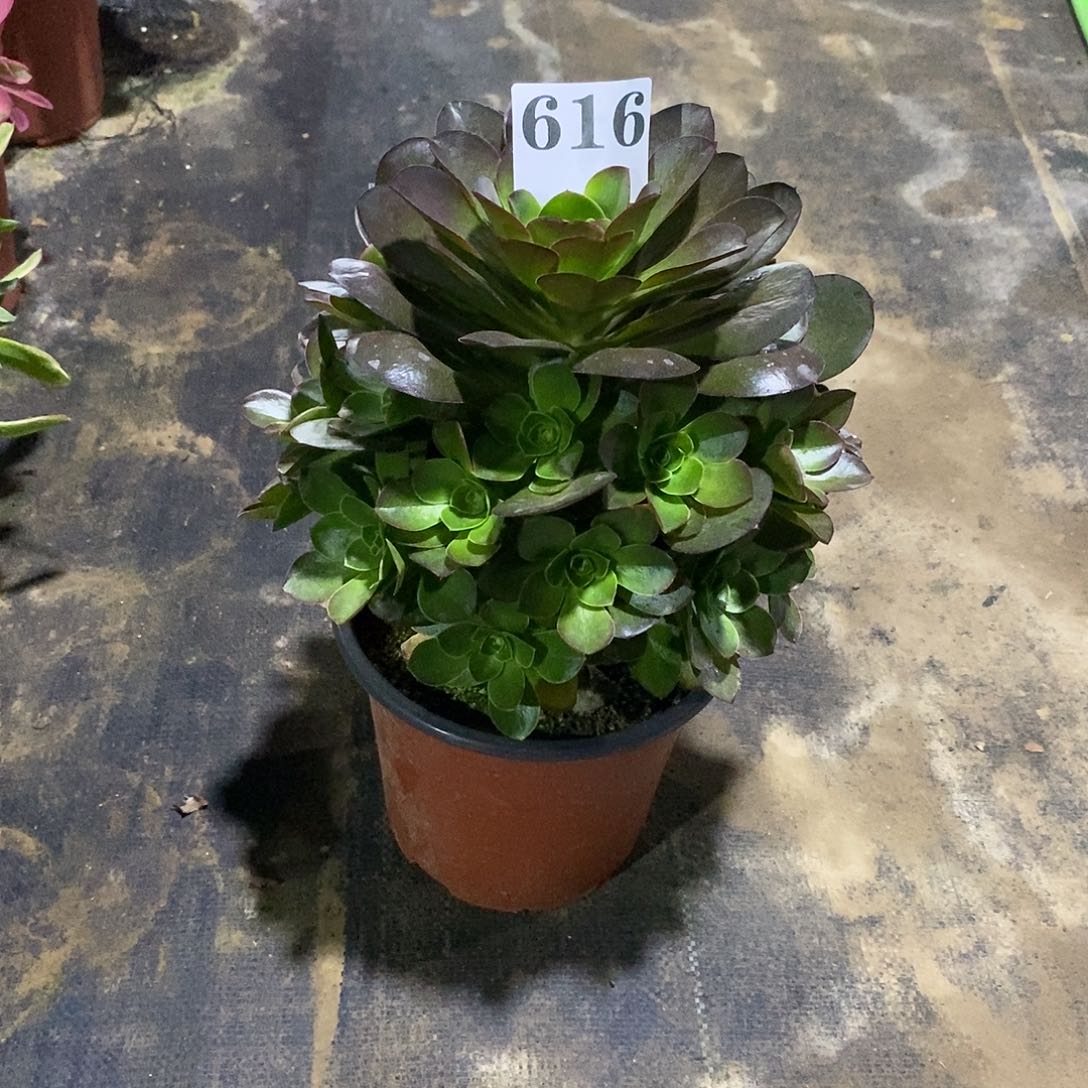 初*媚金玫瑰616多肉法师植物