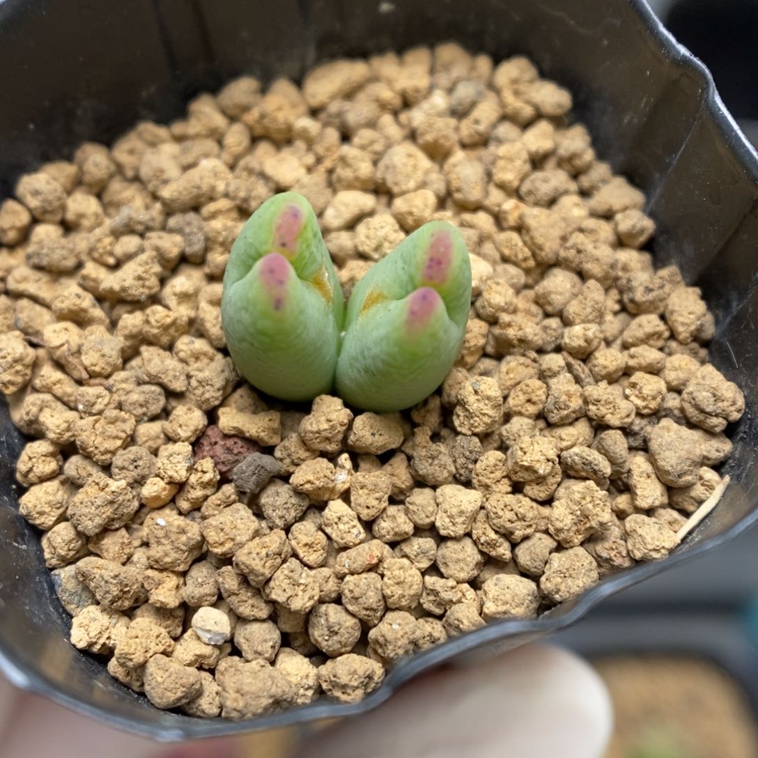 多肉植物肉锥杂交K-855 微瑕