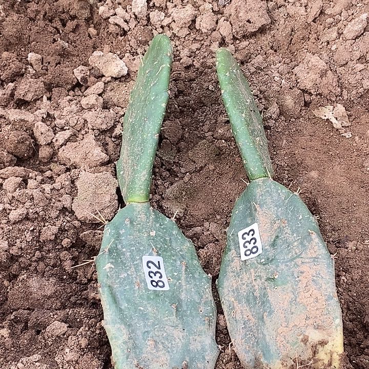 风***页两层黄大刺832  833