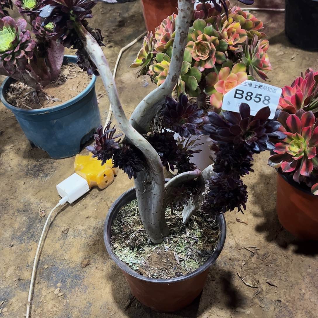 多肉858黑法师缀化