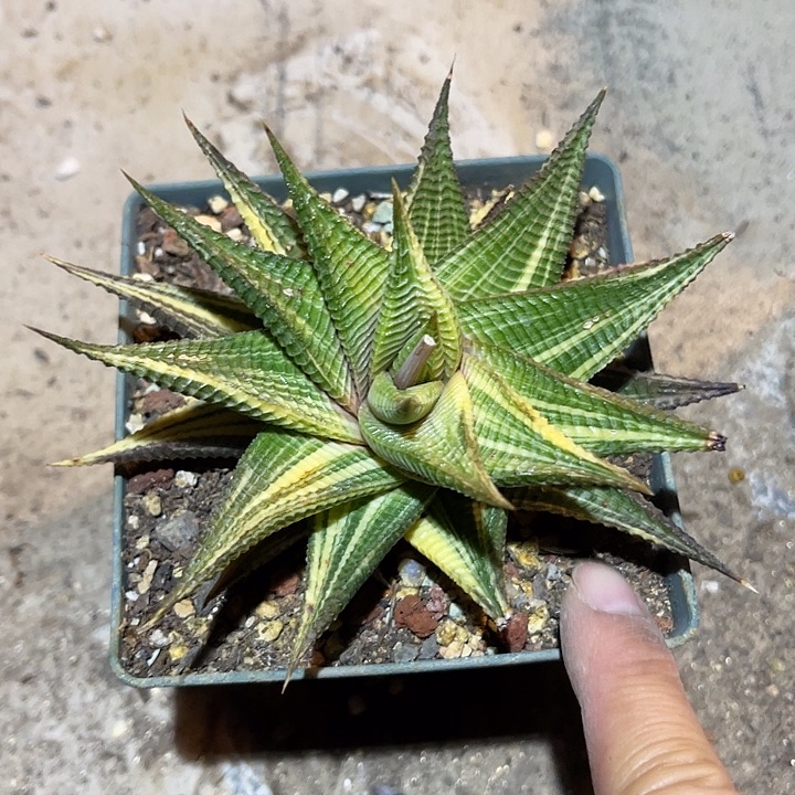 满38包邮2天凑单，脱土晾根发货多肉植物琉璃殿锦