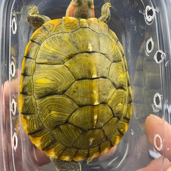 巴西彩龟母66666666