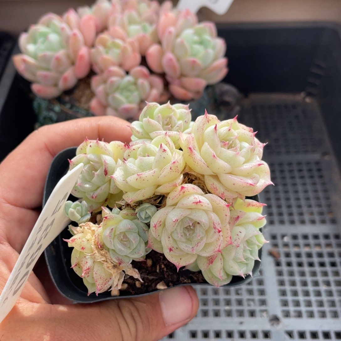 B****A0635麦秆不带盆7厘米