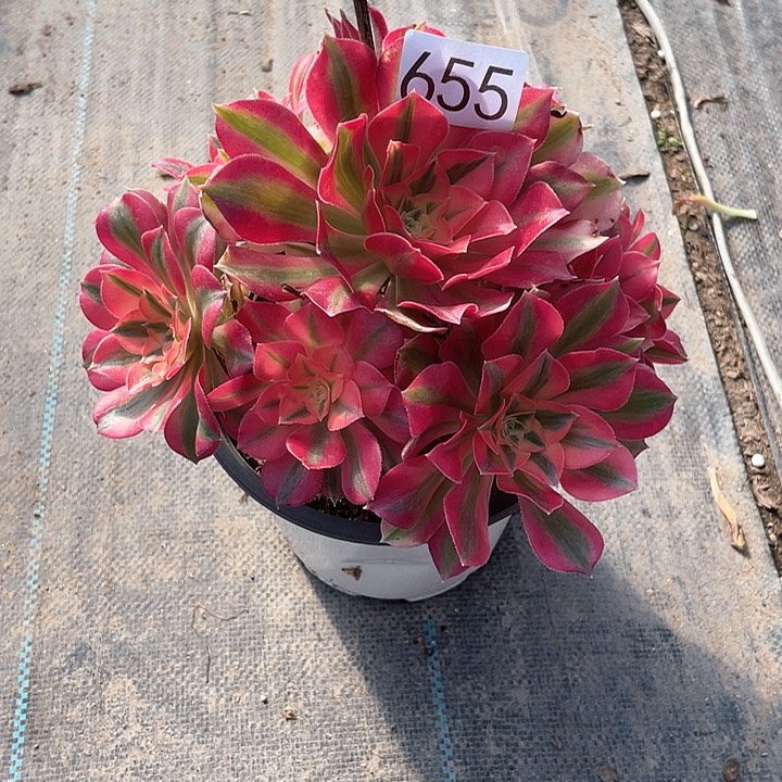 粉女巫655法师多肉